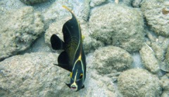 French Angelfish (12